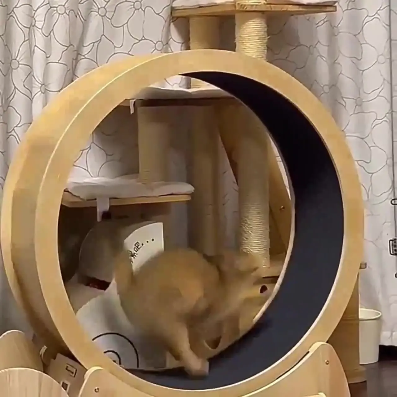 Kat fitnesswiel binnenspeelgoe - Interactive Cat Toy recensie en prijs